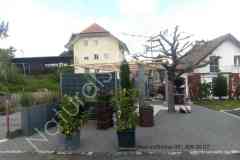 16-Pergola-mit-Sockel-TopQualitaet-Kastanienholz